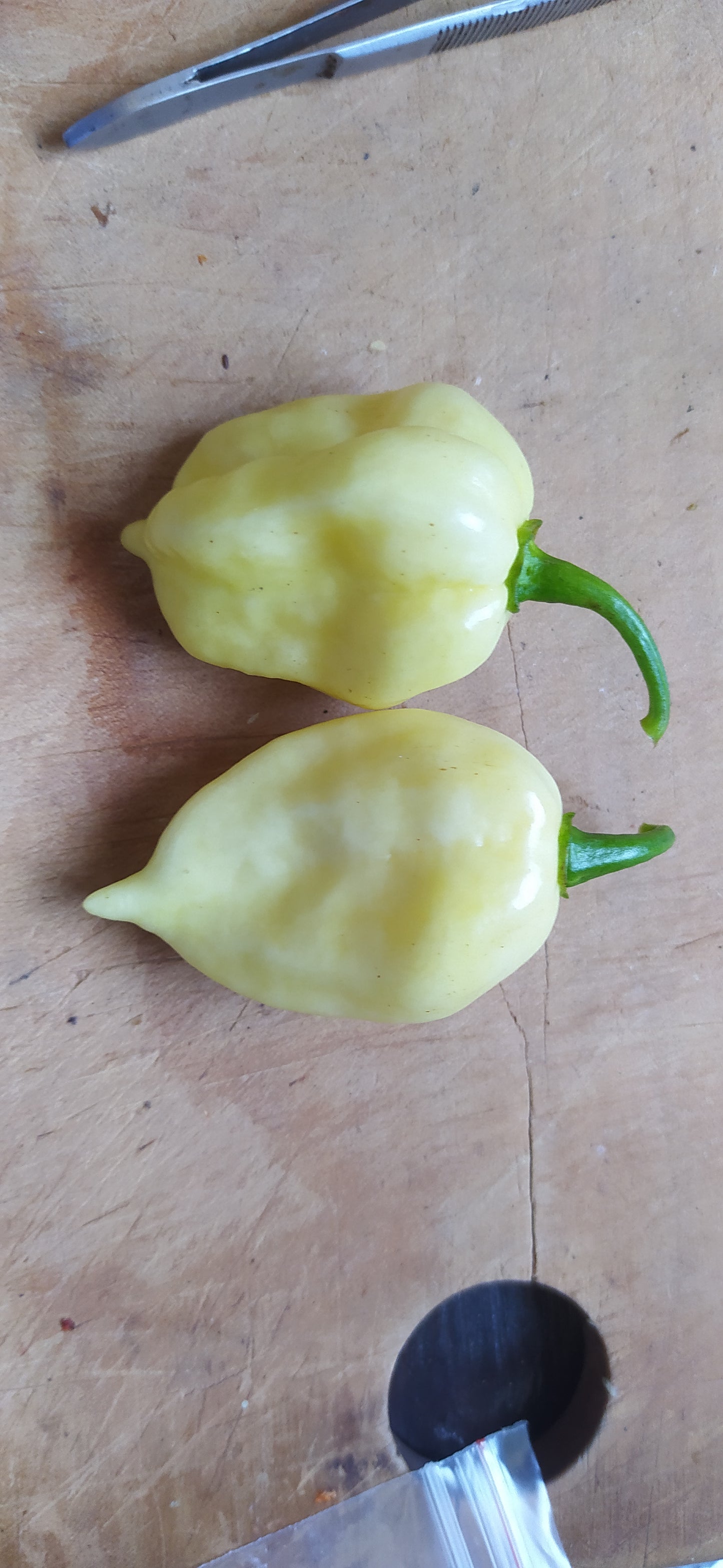 White Fatalii Seeds