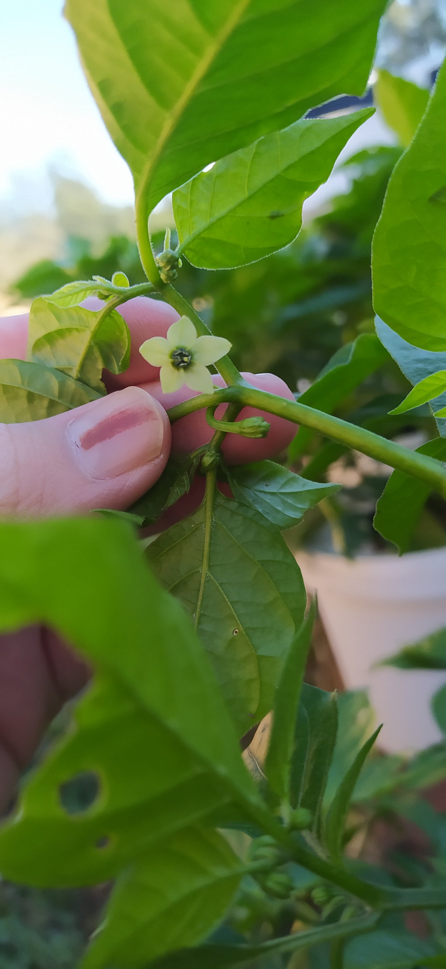 Yellow Habanero Seeds