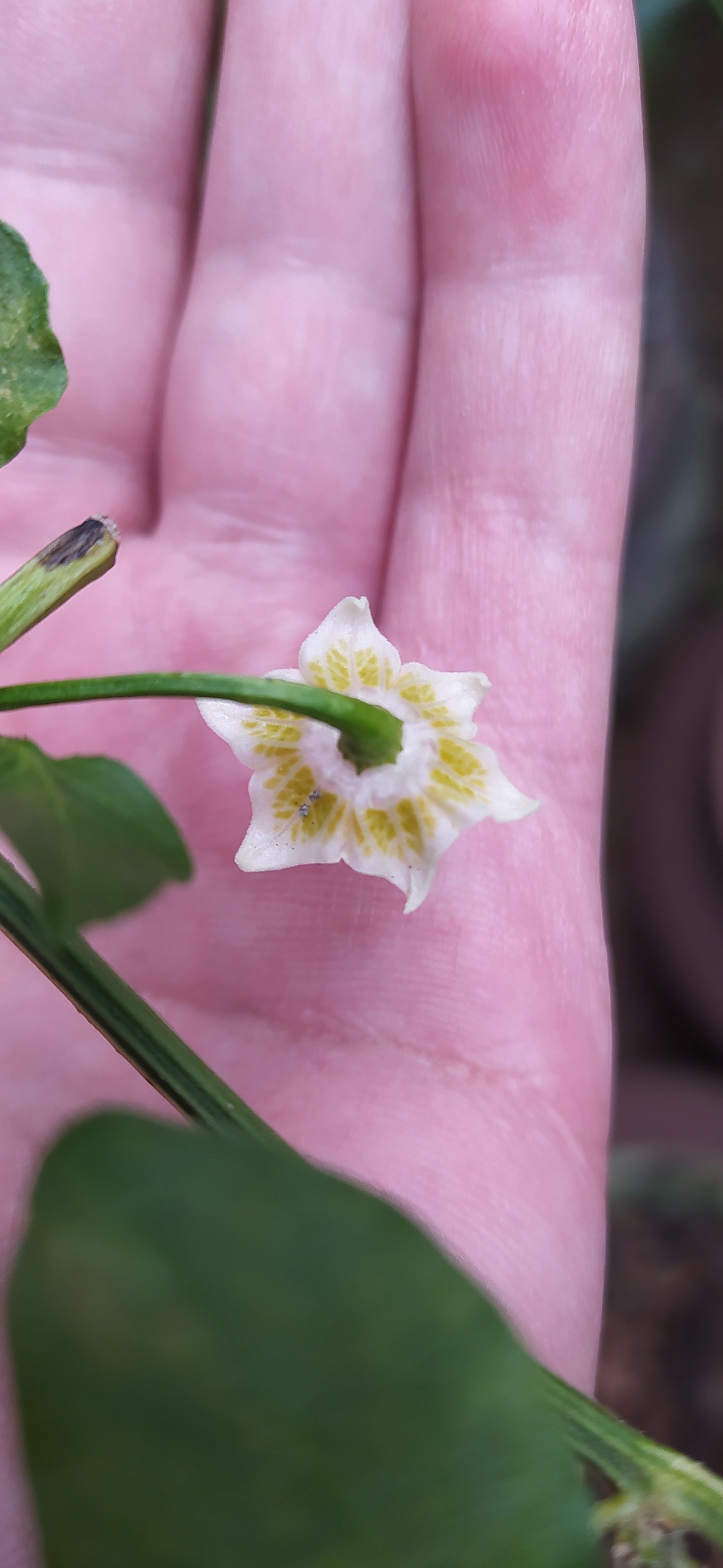 Madhatter/Bishop's Crown Seeds