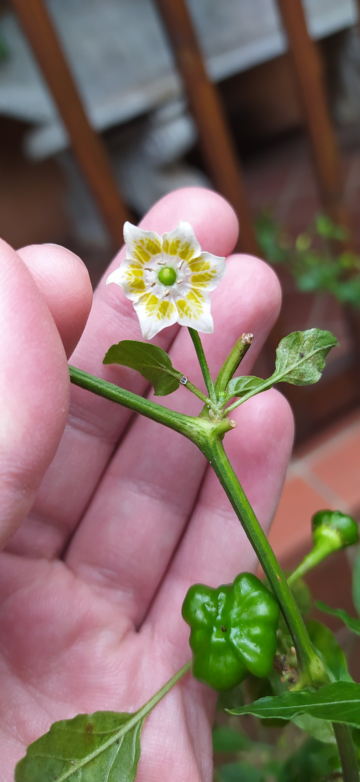 Madhatter Seeds