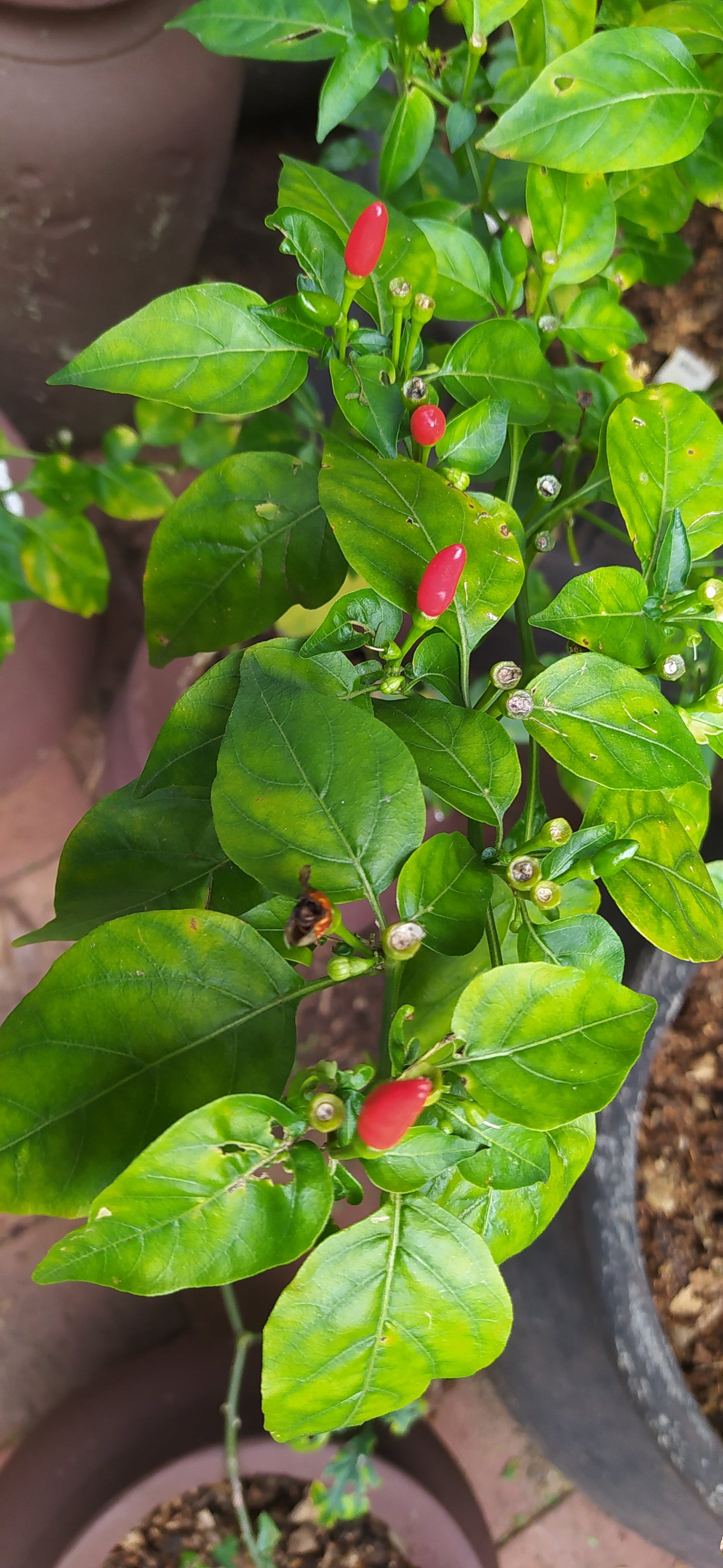 African Bird-eye Chilli Seeds