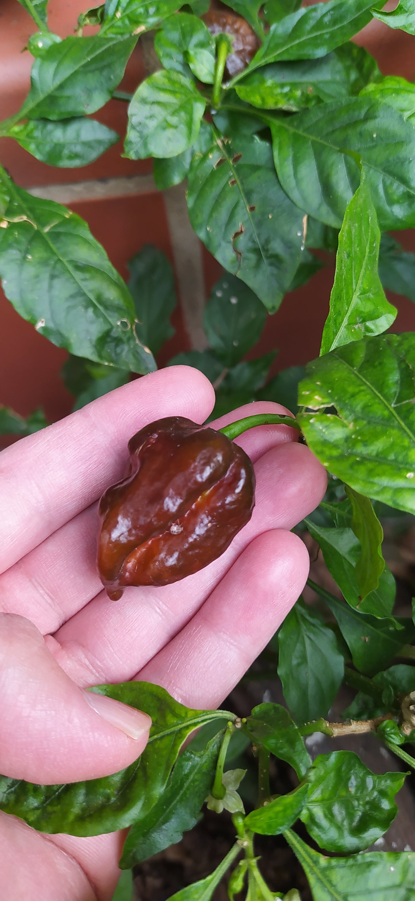 Chocolate 7-Pot Douglah Seeds