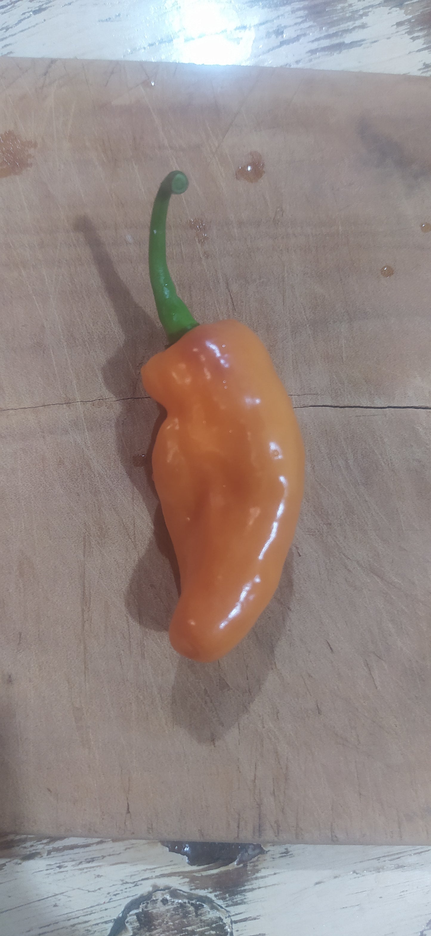 Habanada Seeds