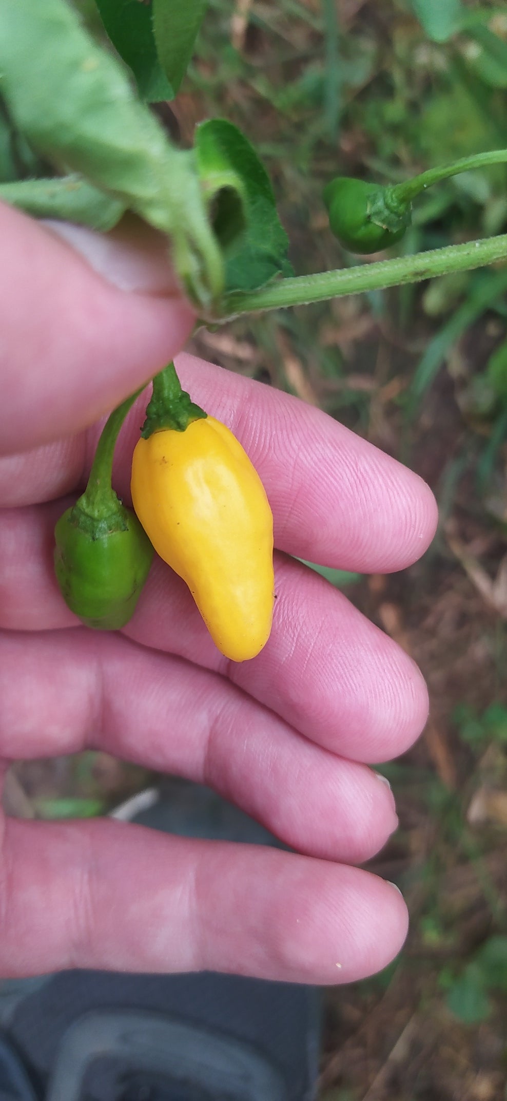 Aji Limo Seeds