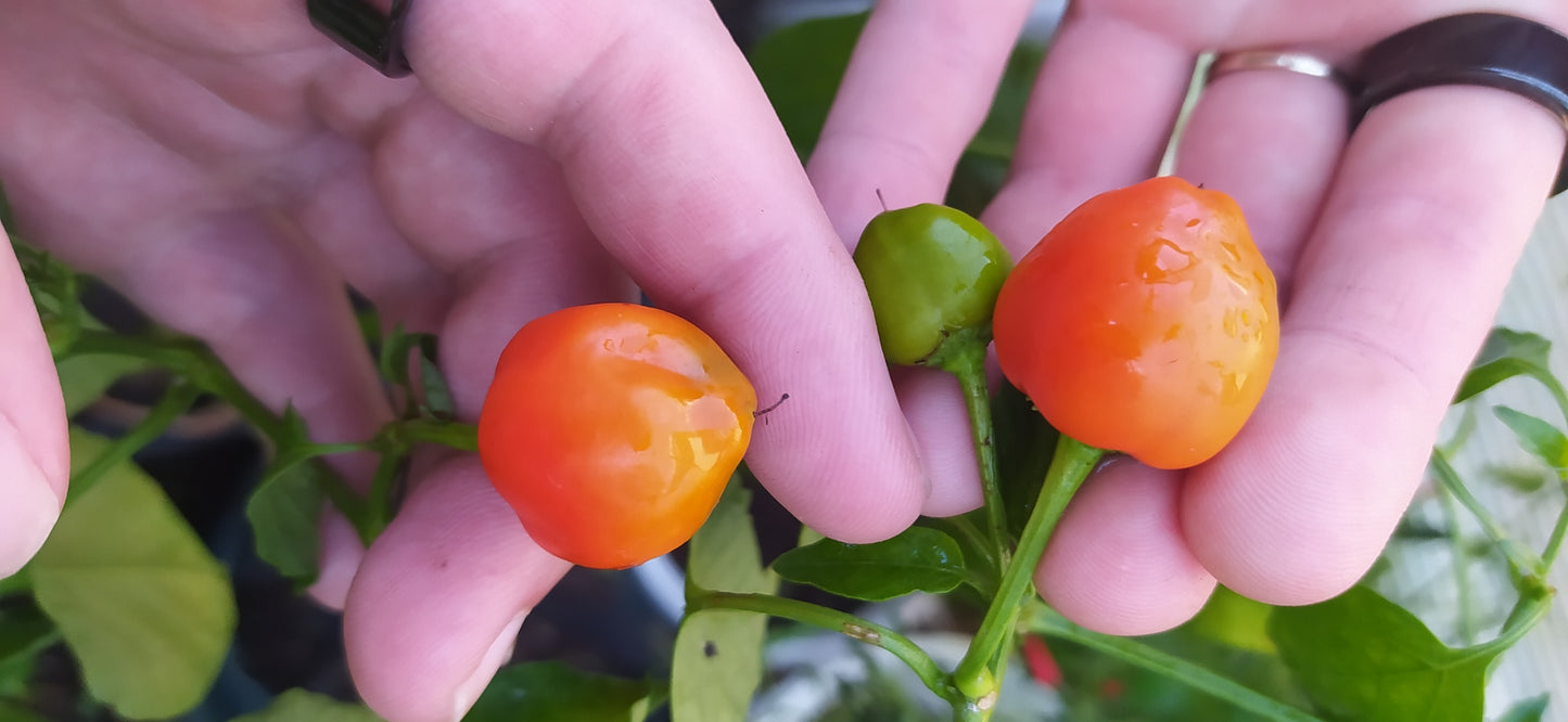 Sweet Piquante Pepper Seeds