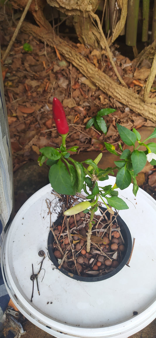 KS White Thai Seeds