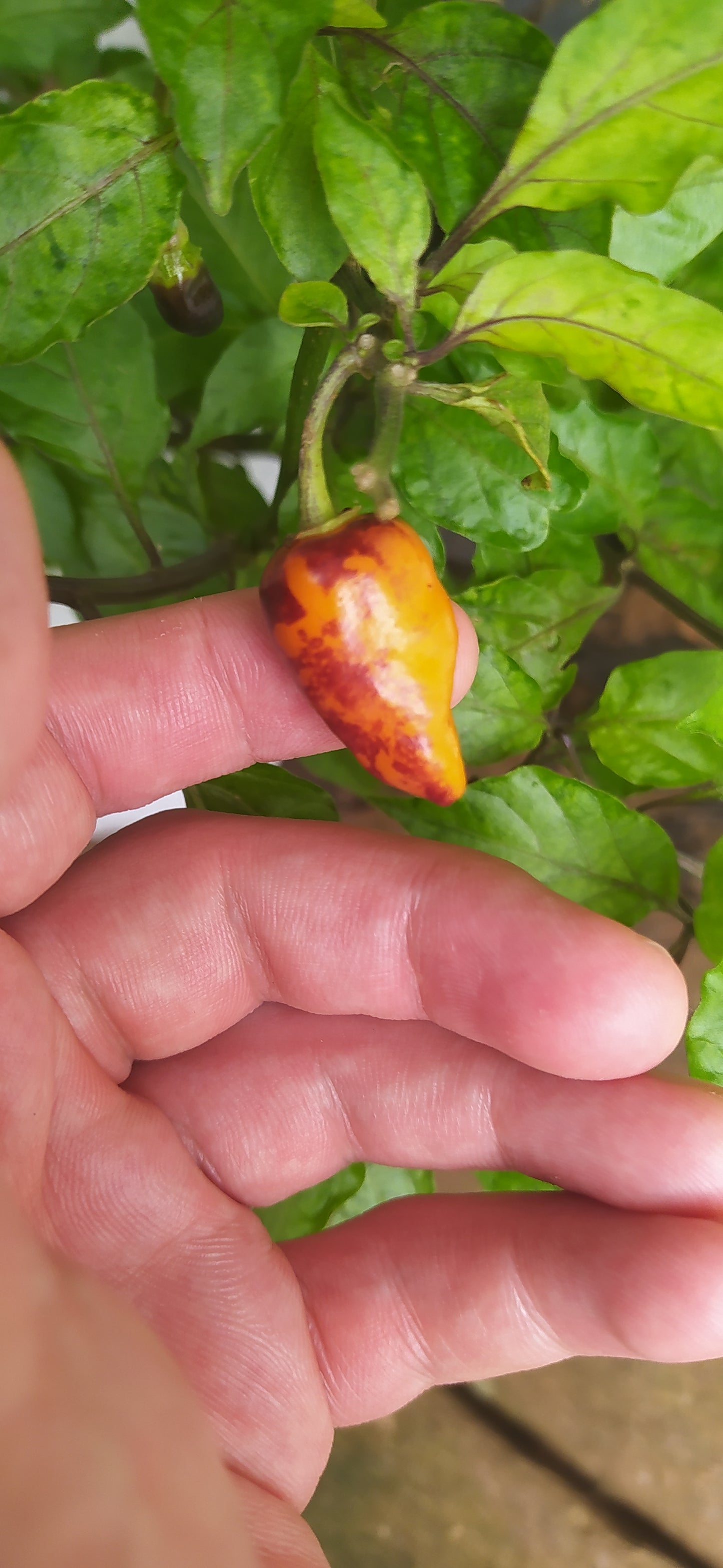 Habanada Seeds