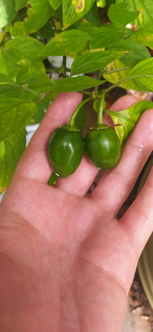 Mini Orange Rocoto Seeds