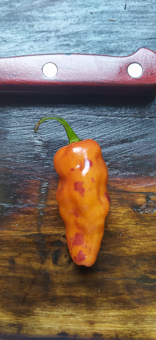 Habanada Seeds