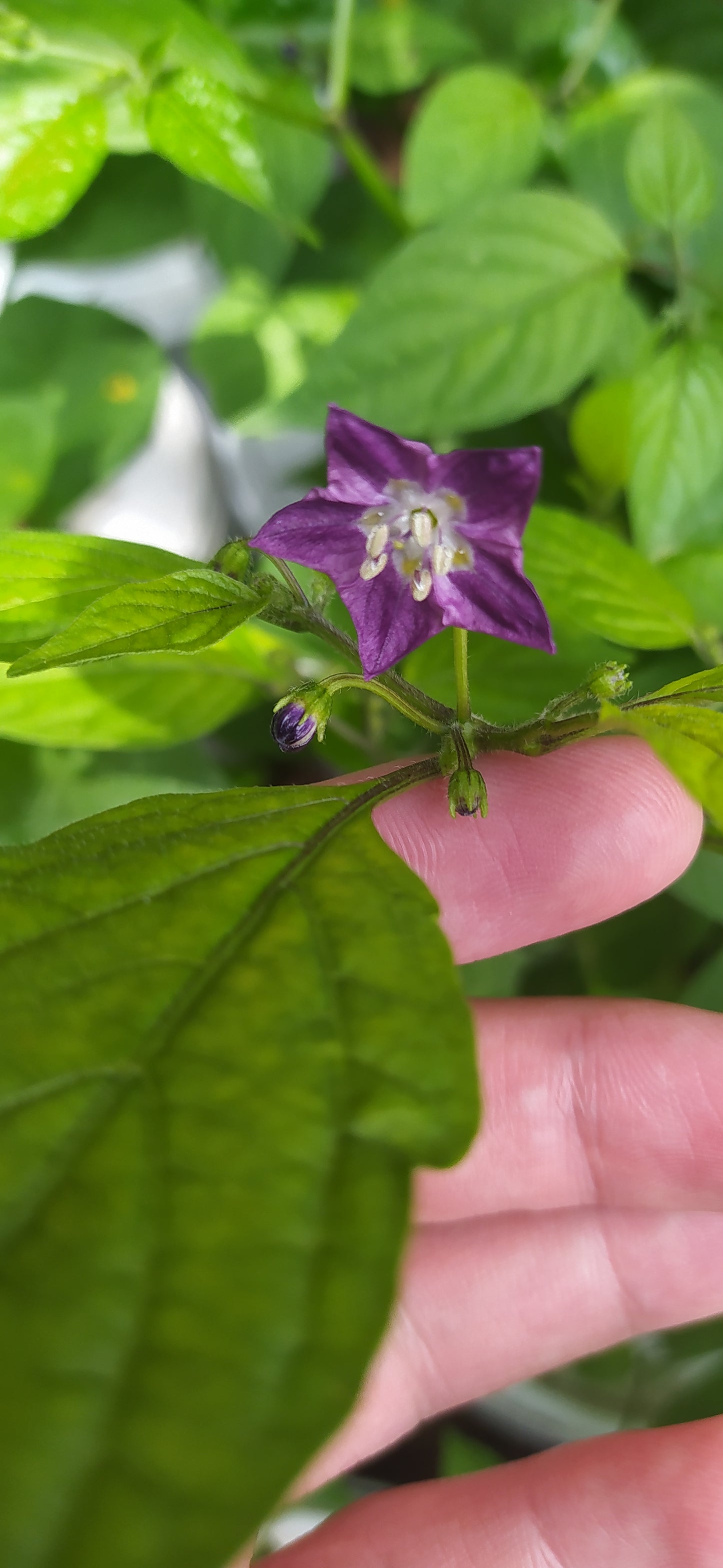 Mini Orange Rocoto Seeds