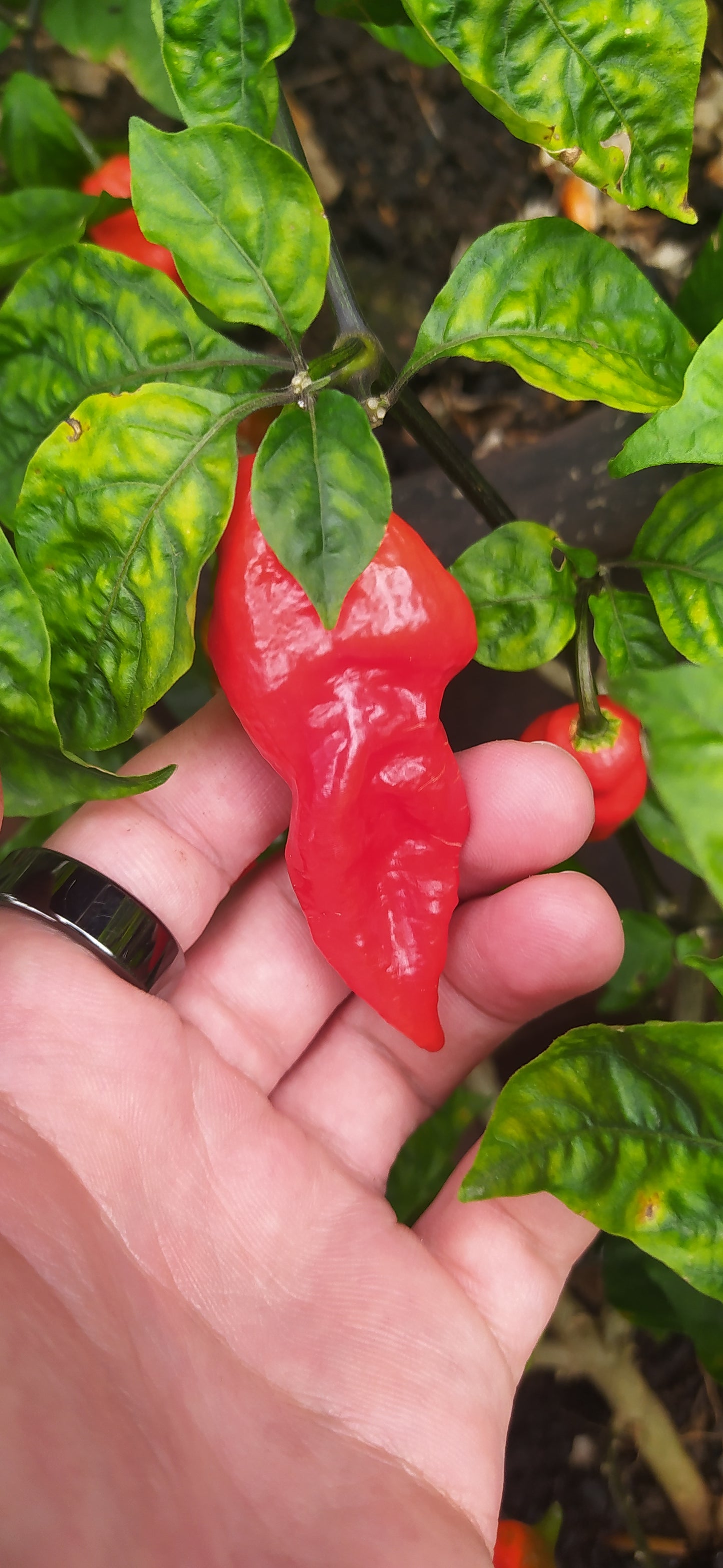 Thor's Thunderbolt Seeds