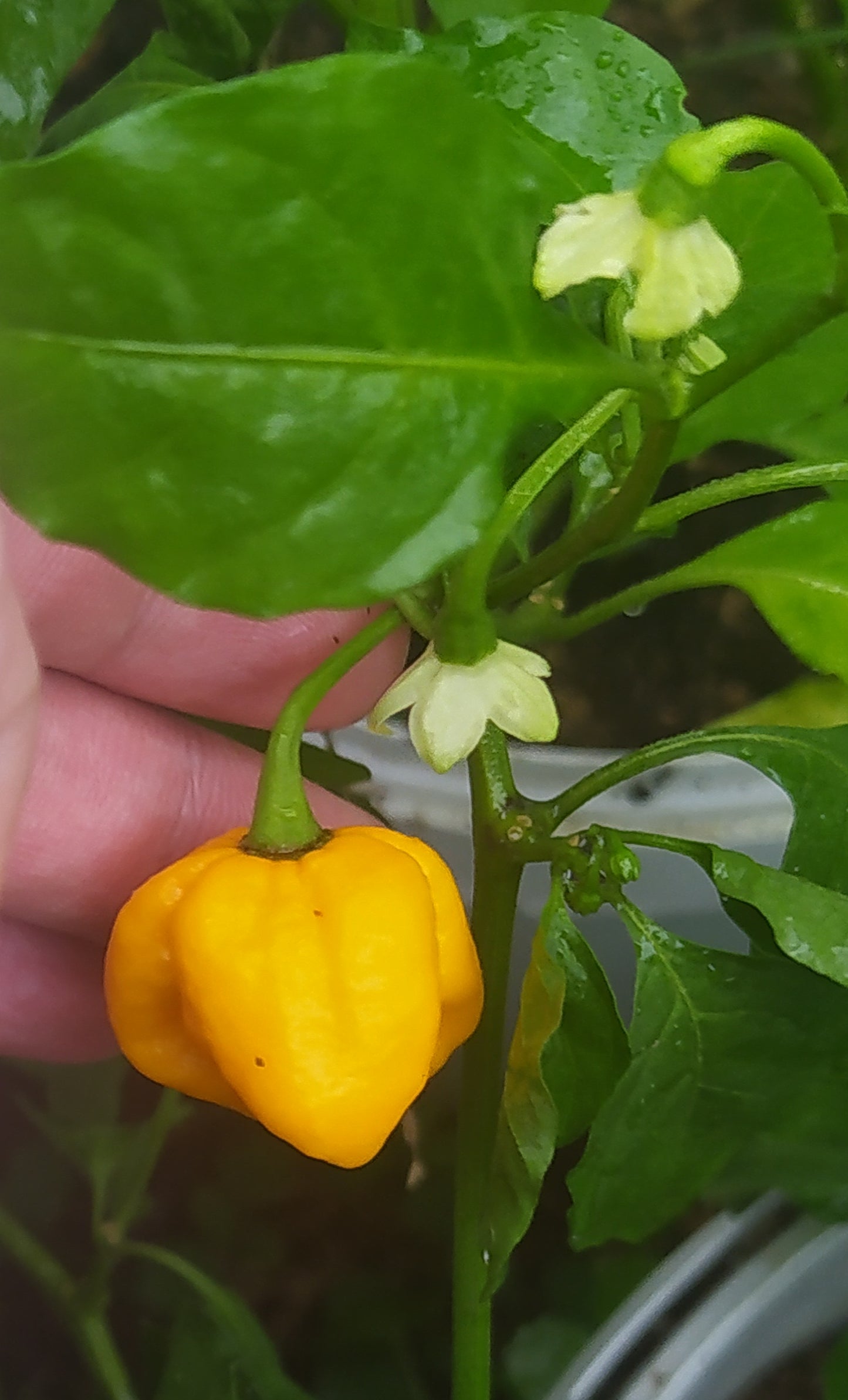 7-Pot GodStopper Seeds