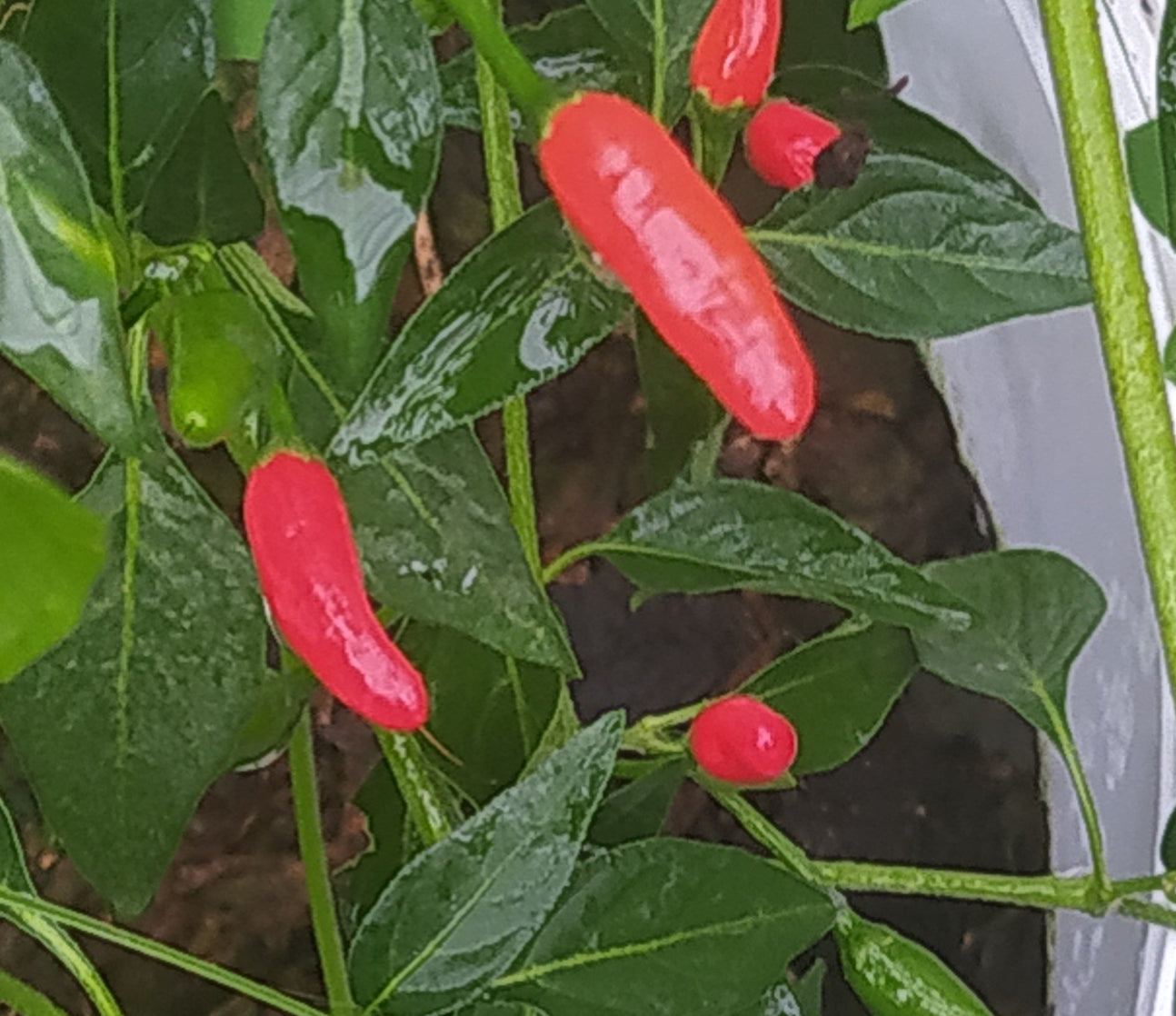 Cap 524 Seeds