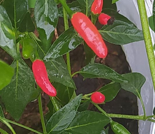Cap 524 Seeds