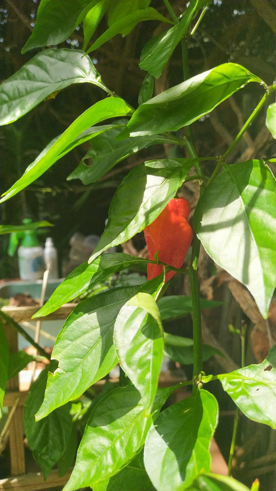 Red Bhut Jolokia Seeds