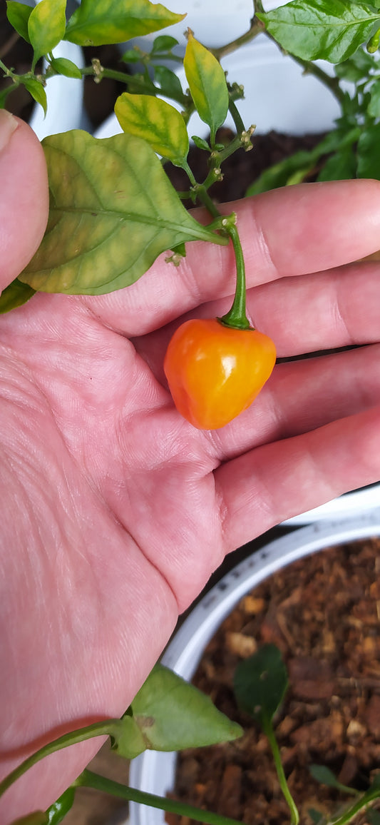 Orange Habanero Seeds