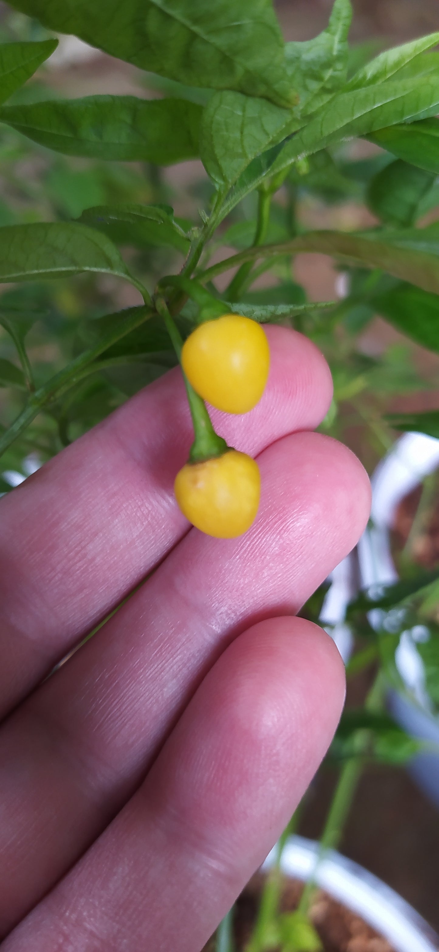 Aji Charapita Seeds