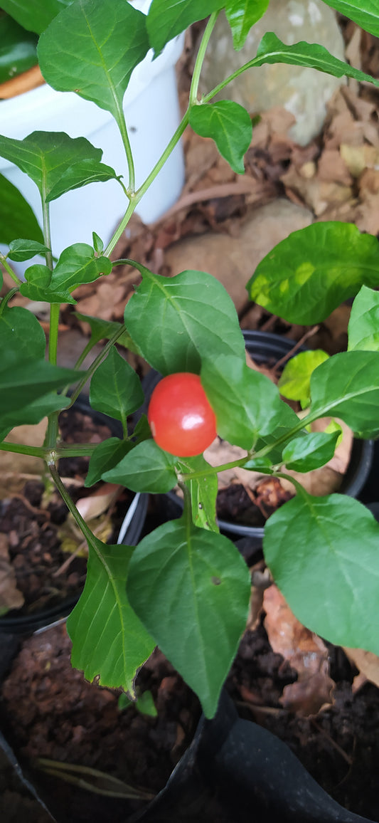 Barra Di Ribeiro Seeds