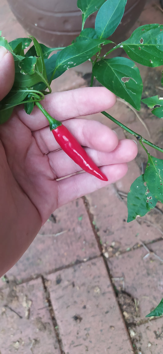 Red Cayenne Seeds