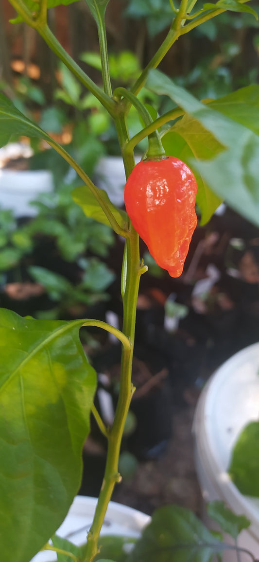Naga Viper Seeds