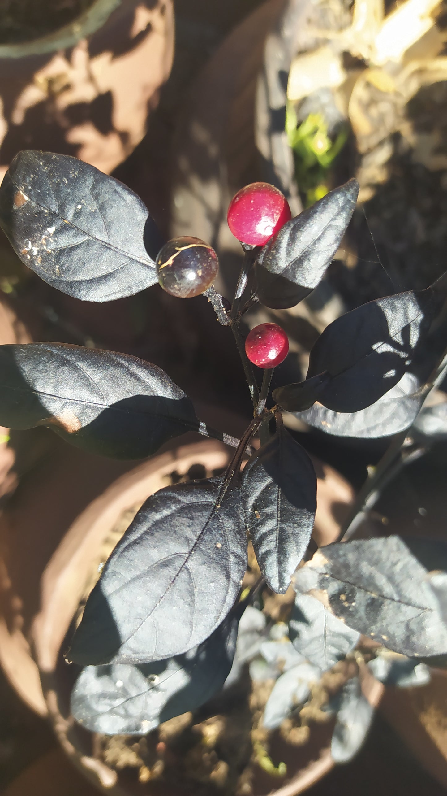 Black Pearl Seeds