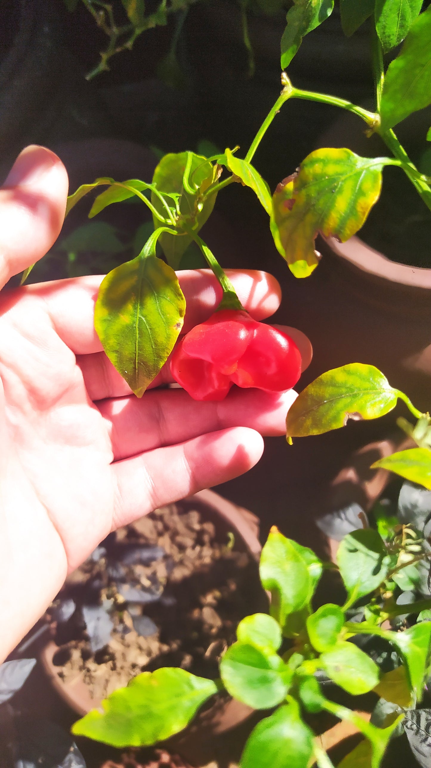 Madhatter/Bishop's Crown Seeds