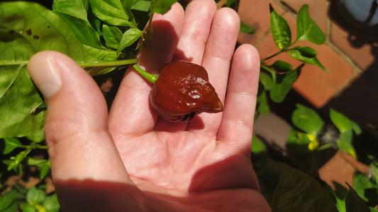 Chocolate Trinidad Moruga Scorpion Seeds