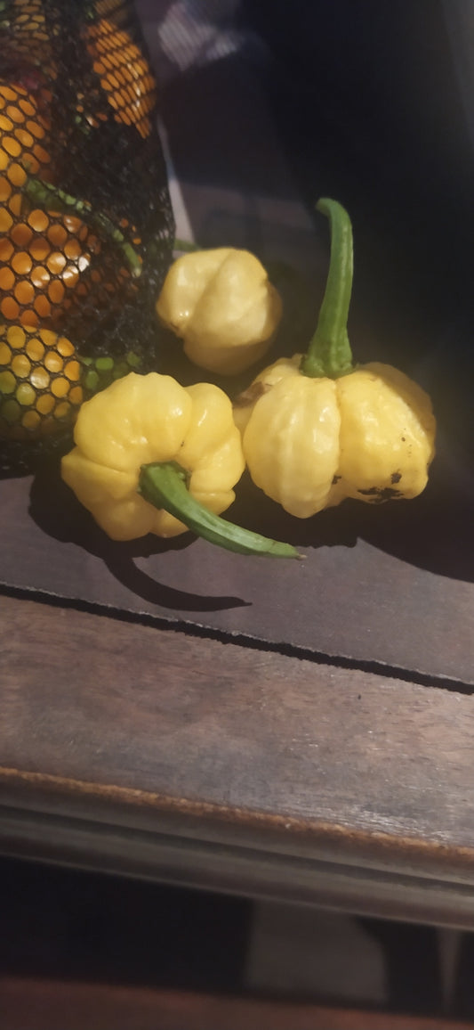 KS LemonStarburst Seeds