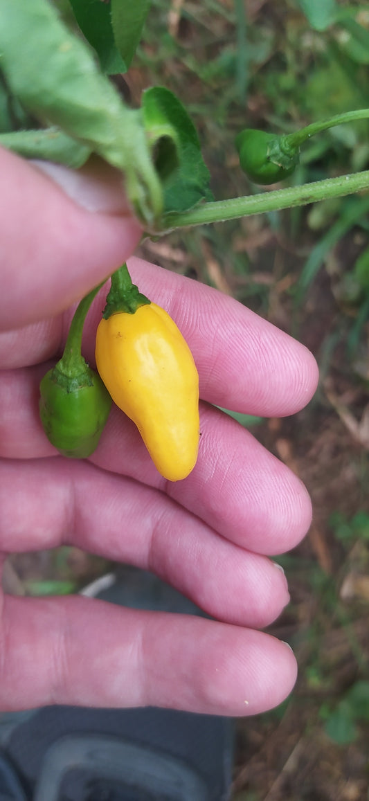 Aji Limo Seeds