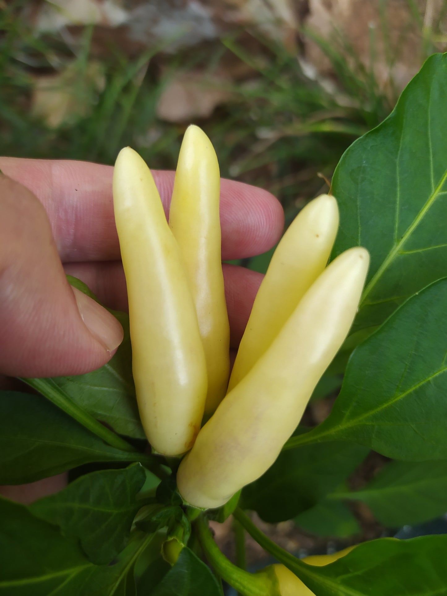 KS White Thai Seeds