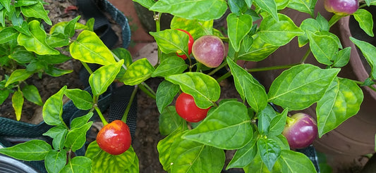 Barra Di Ribeiro Seeds