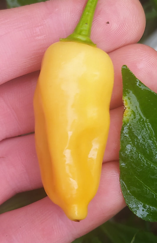 Sugar Rush Peach Seeds